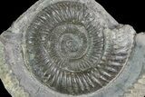 Dactylioceras Ammonite Fossil - England #84933-1
